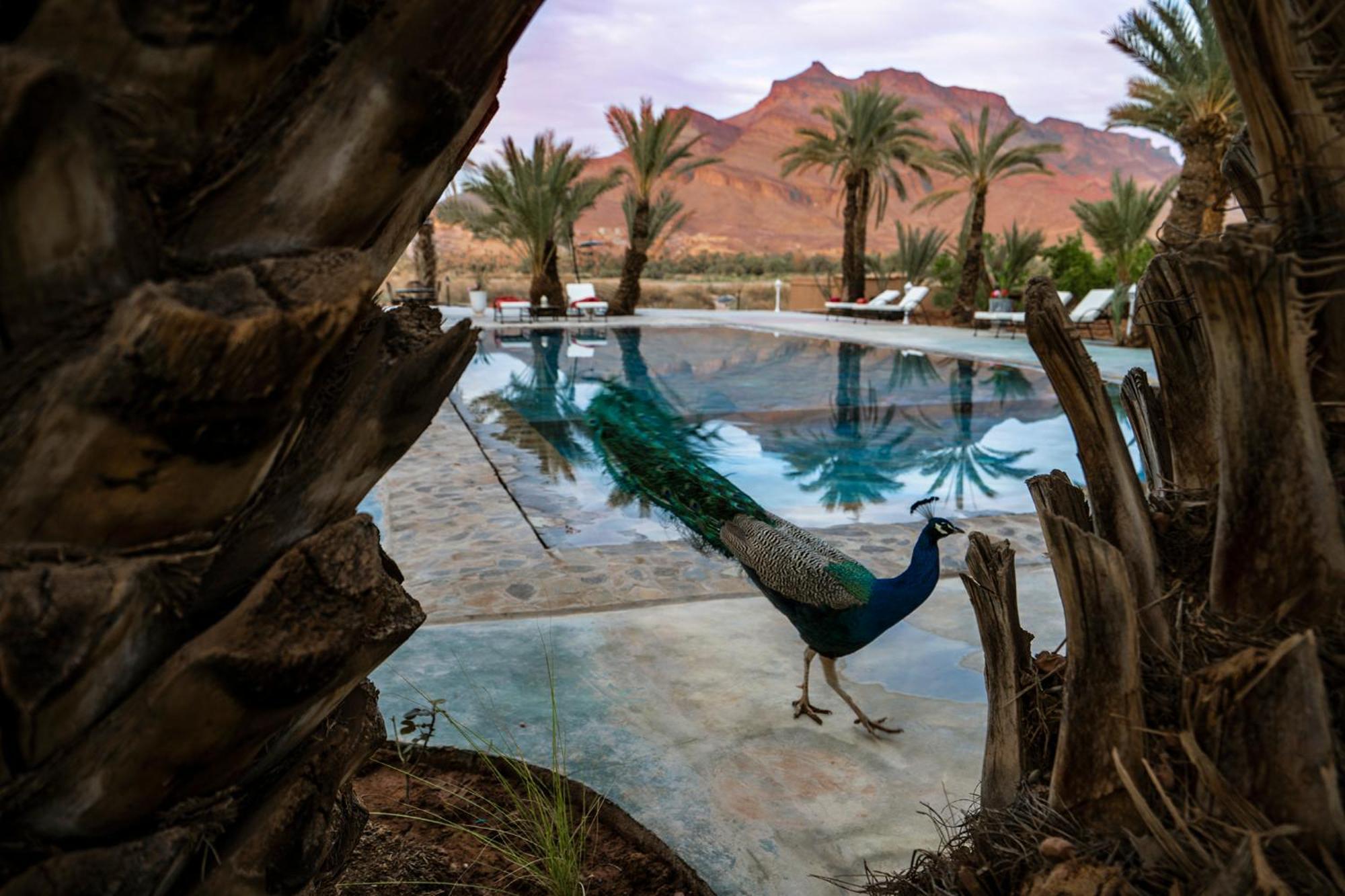 Lodge Hara Oasis Agdz Exterior foto
